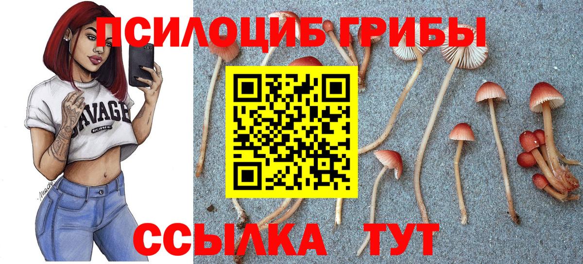 Тверь  Псилоцибиновые грибы GOLDEN TEACHER  Вход с VPN 