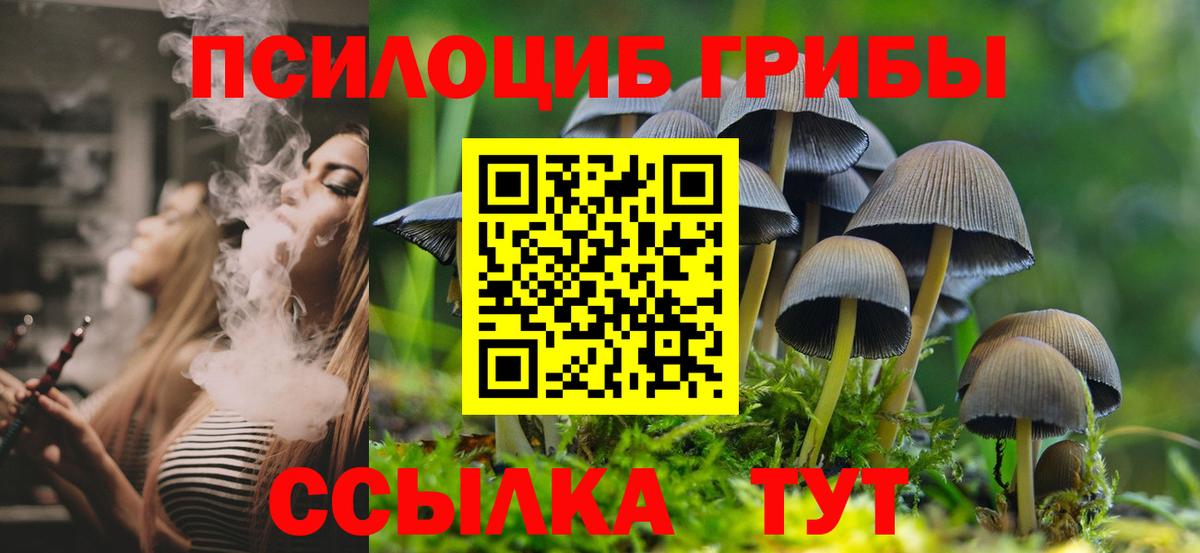 Галлюциногенные грибы Psilocybe Тверь